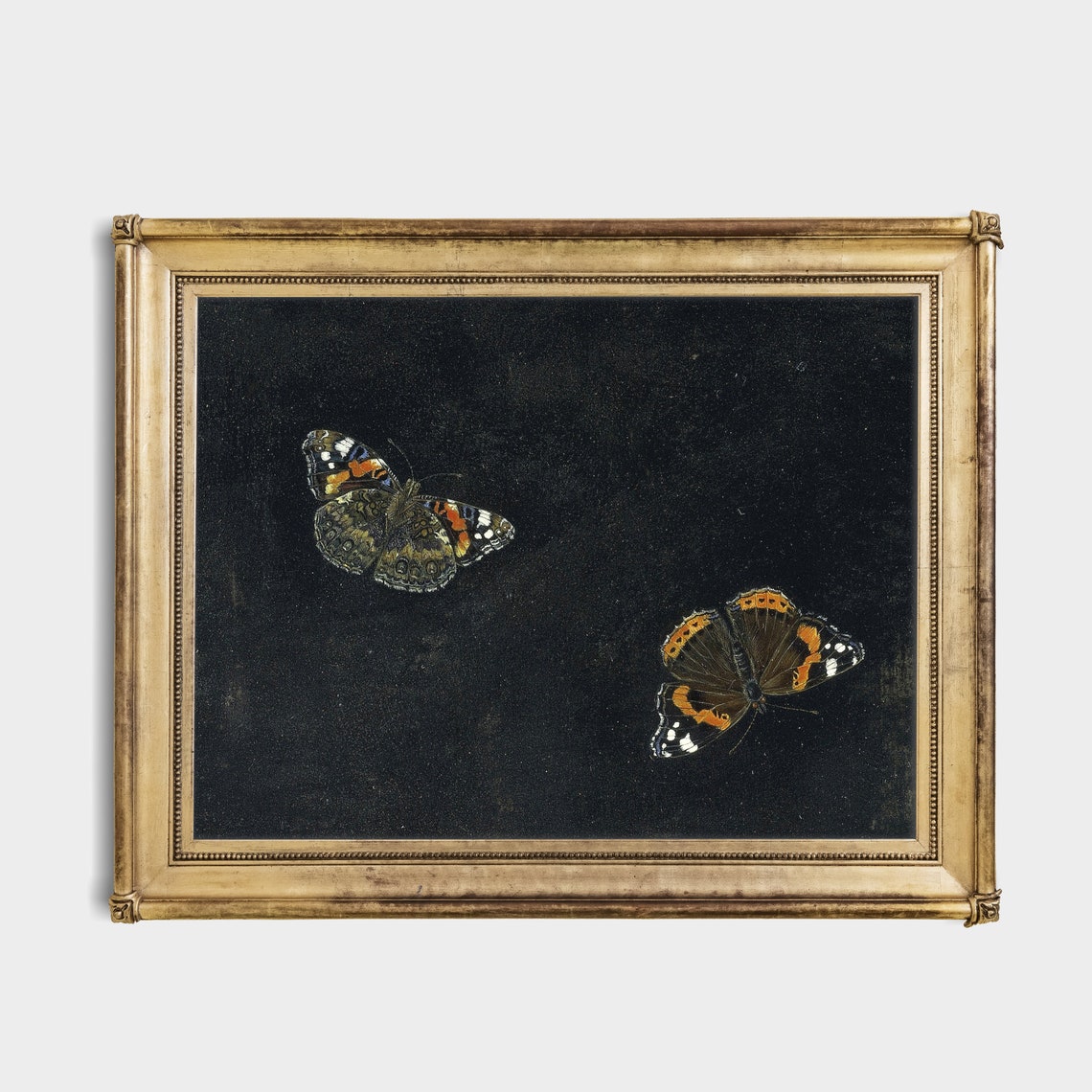 Moody Red Admiral Butterflies on Black Background Fine Art Poster - Image 2