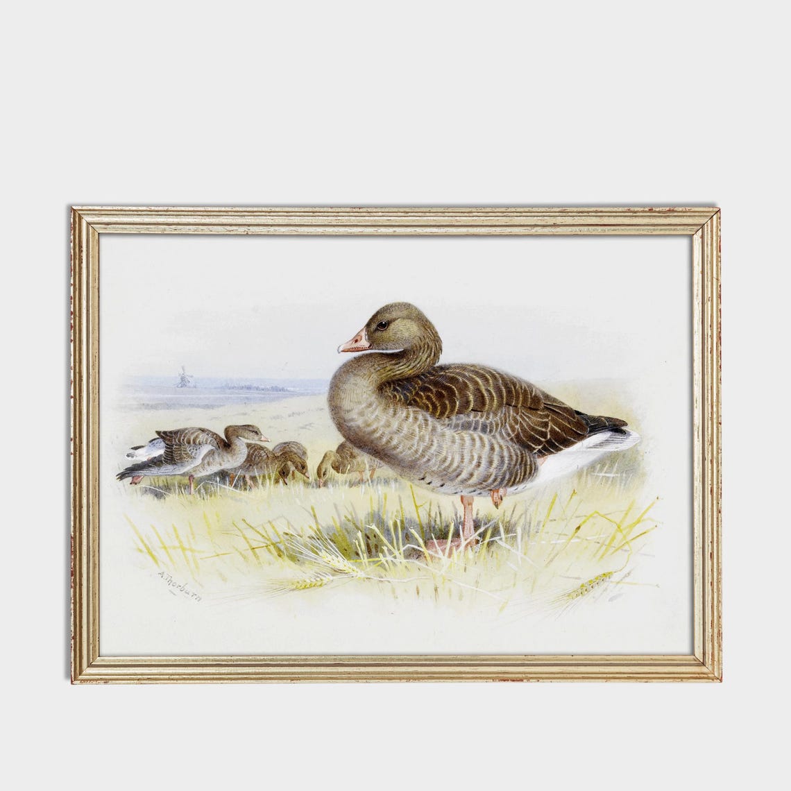 Goose With Goslings Grazing In A Green Field Vintage Bird Poster - Image 3