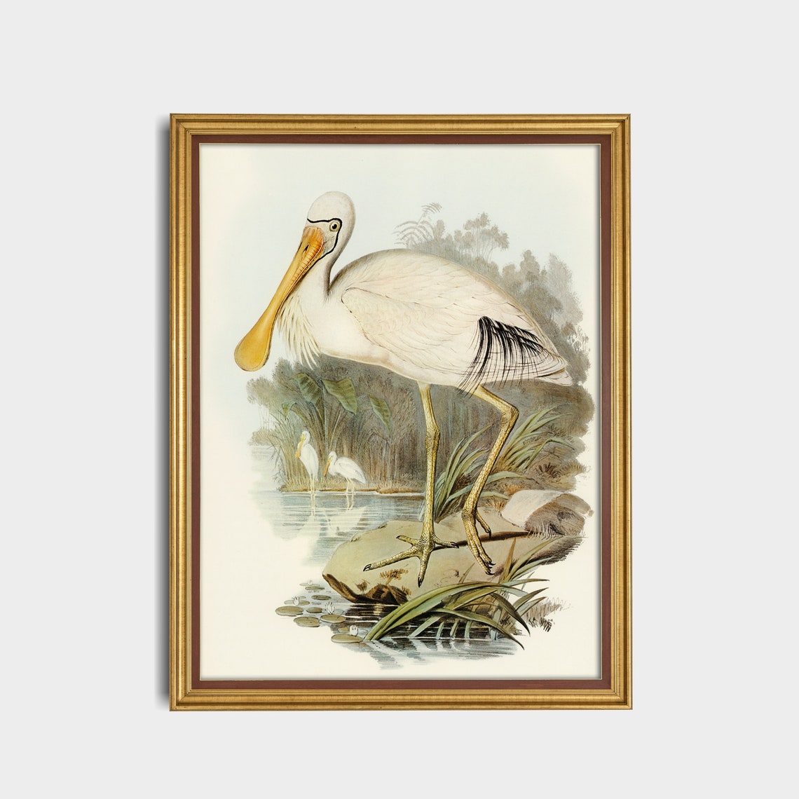 Vintage Yellow-Billed Spoonbill Naturalist Bird Study Poster - Image 3
