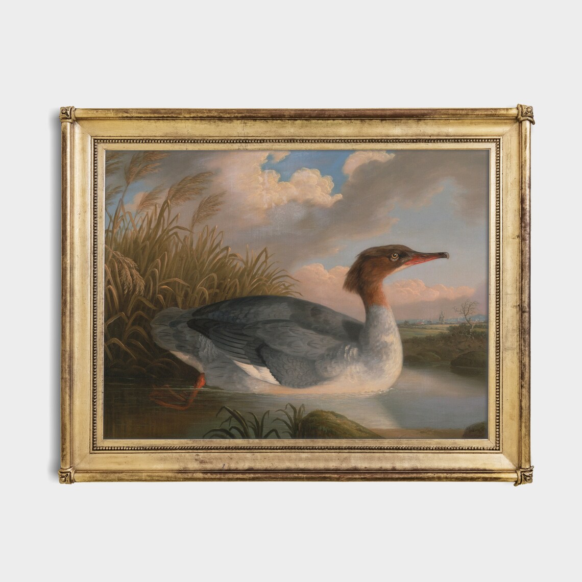 Female Goosander Swimming Among Reeds Vintage Bird Art Poster - Image 2