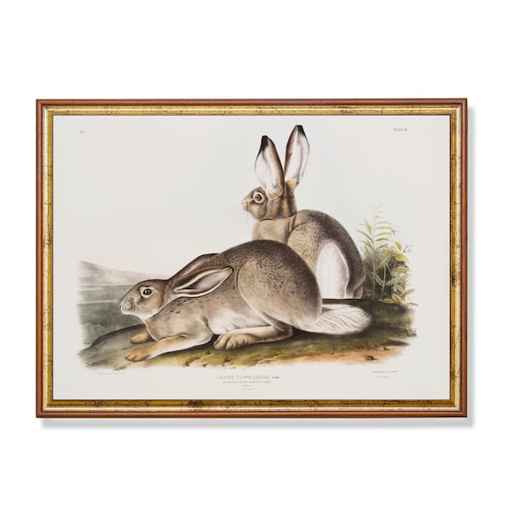 Audubon Townsend's Rocky Mountain Hare Naturalist Art Poster
