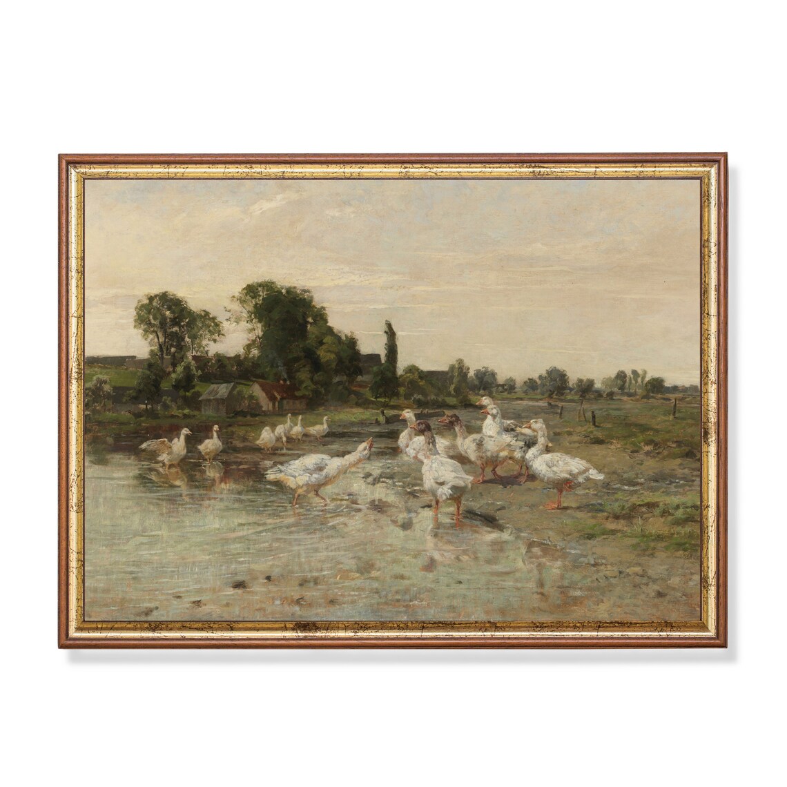 Flock of White Geese Wading at the Water Vintage Birds Poster