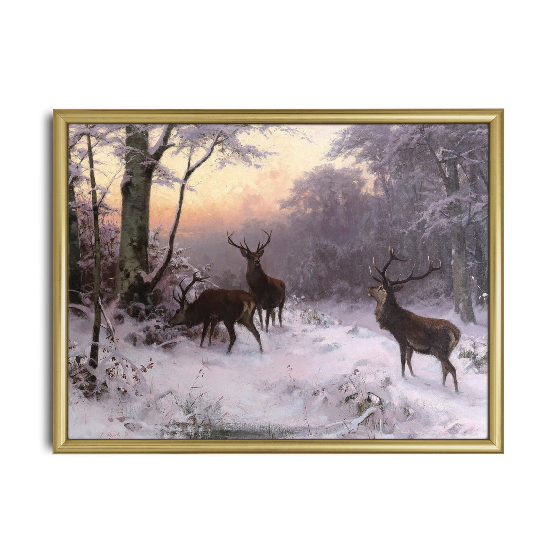 Three Red Deer Stags in a Snowy Pine Forest at Sunset Poster - Image 2