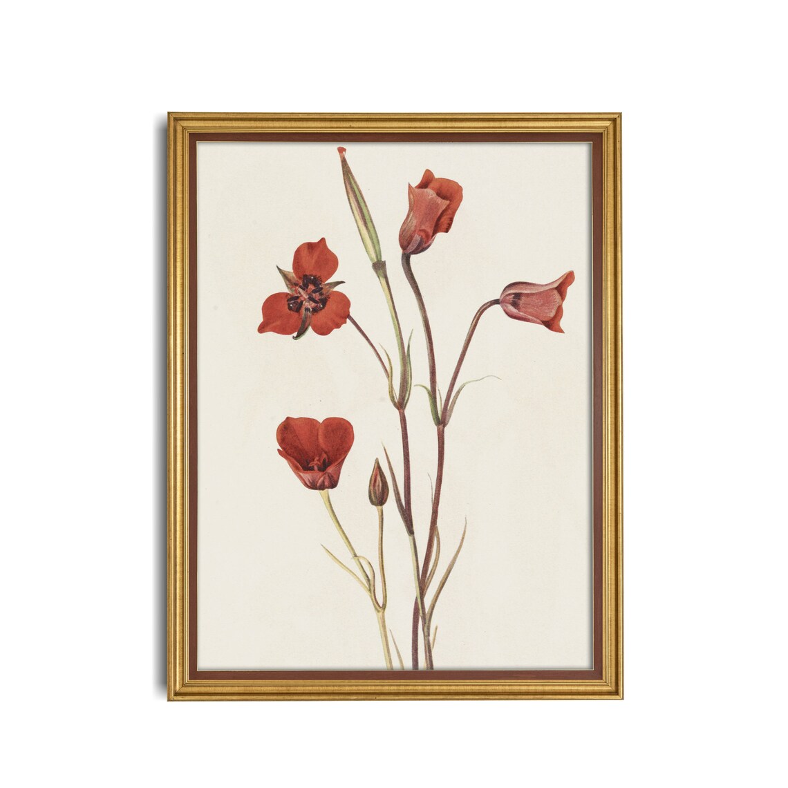 Vintage Red Wildflower Botanical Illustration Cream Style Poster - Image 3
