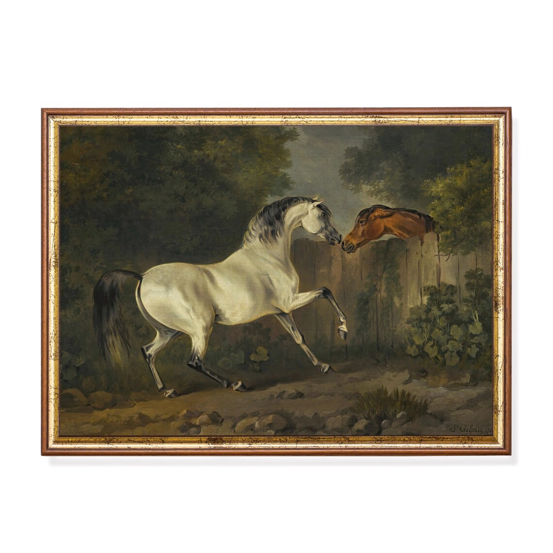 White Stallion Greeting a Bay Horse at the Fence Equestrian Poster