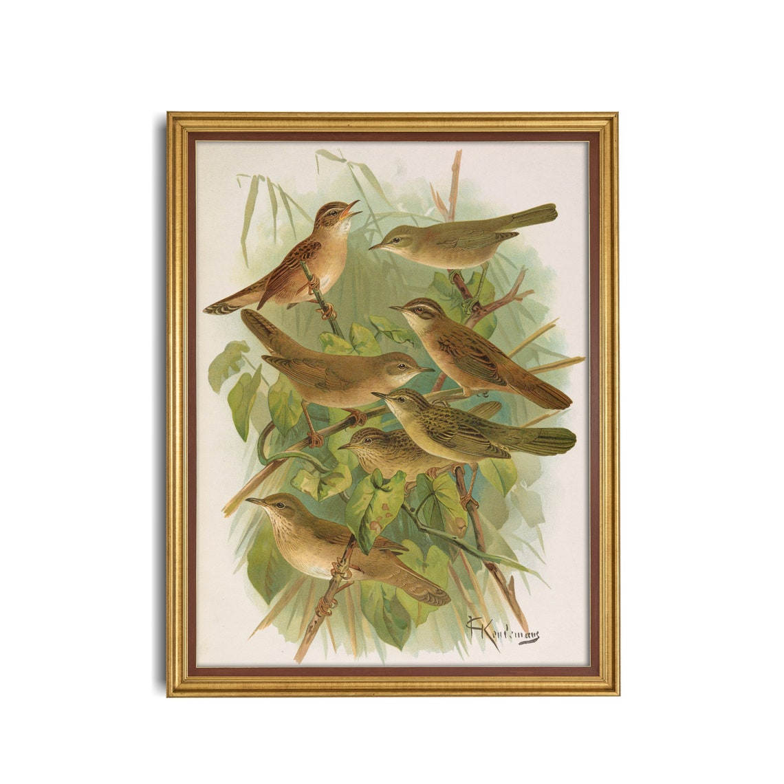 Antique Naturalist Study of Seven Small Brown Songbirds Poster - Image 3
