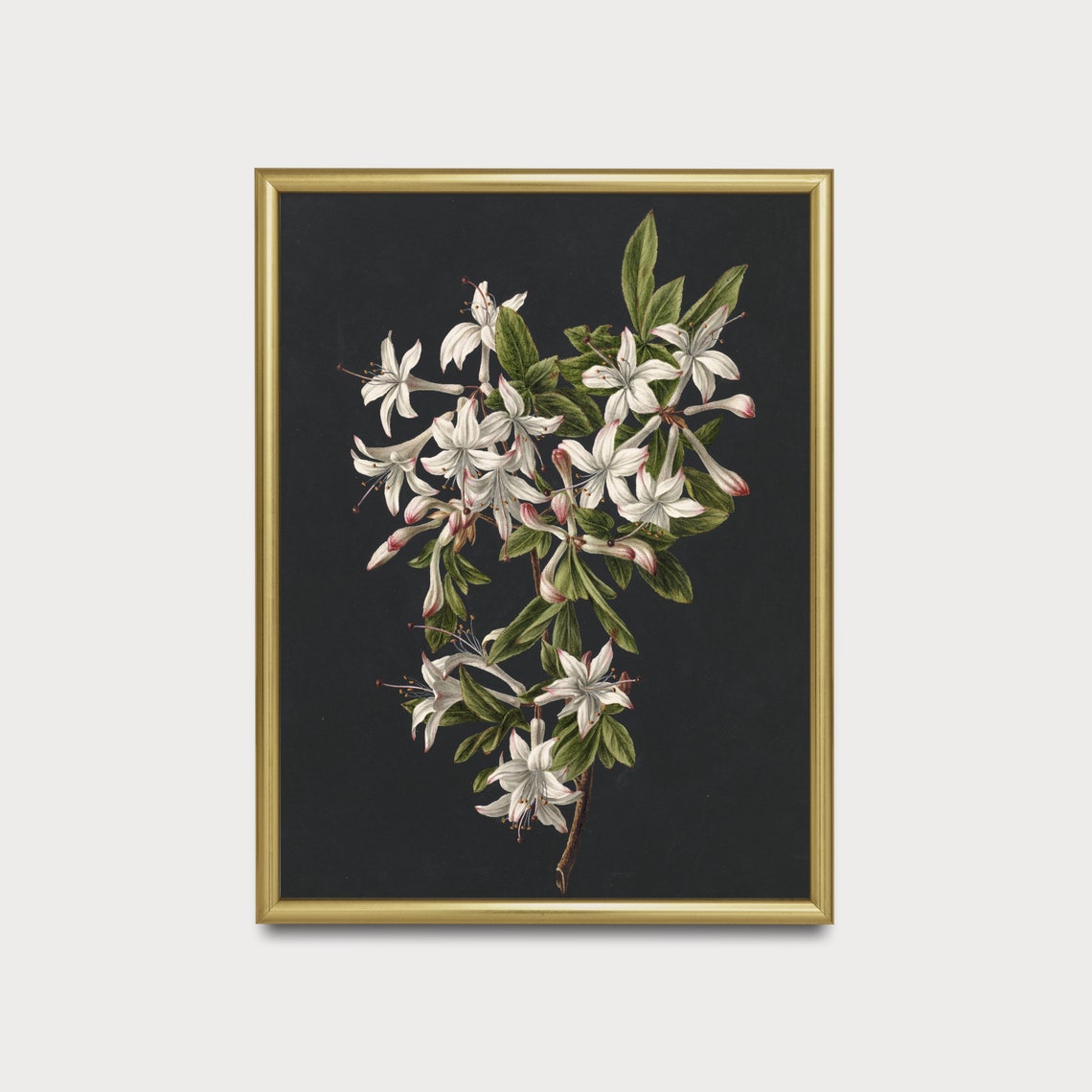 White Azalea Blossoms on Black Background Vintage Botanical Poster - Image 3
