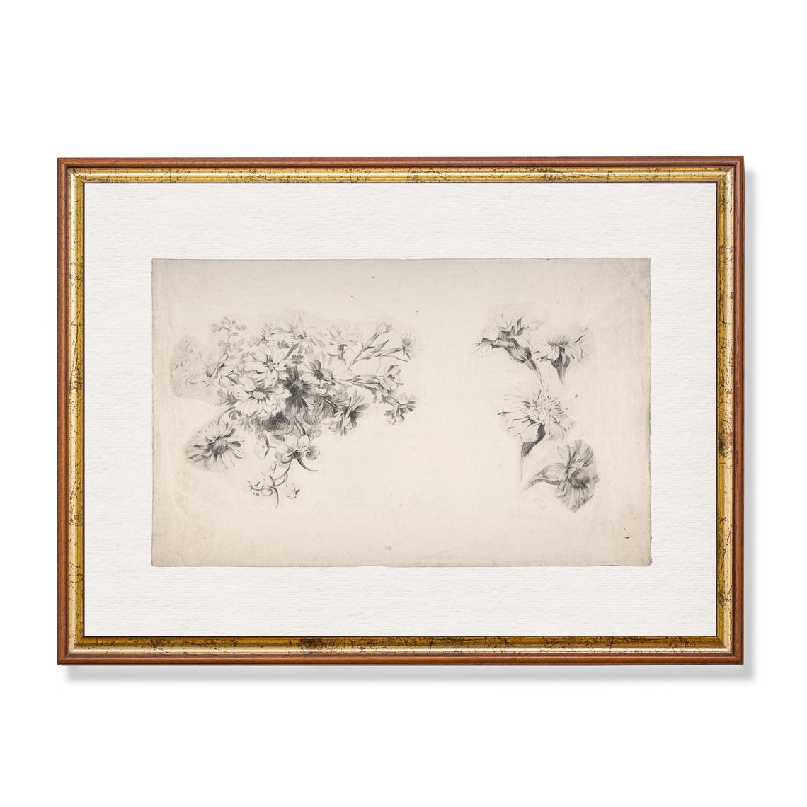 Pencil Floral Sketch Study Antique Botanical Drawing Art Poster