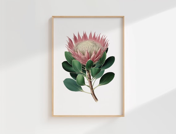 Pink King Protea Flower Vintage Botanical Illustration Bloom Poster