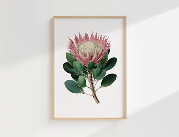 Protea Botanical Print Vintage Illustration Of Pink Flower With Green Leaves