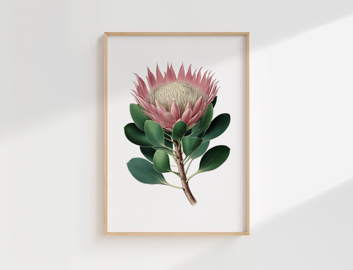 Protea Botanical Print Vintage Illustration Of Pink Flower With Green Leaves