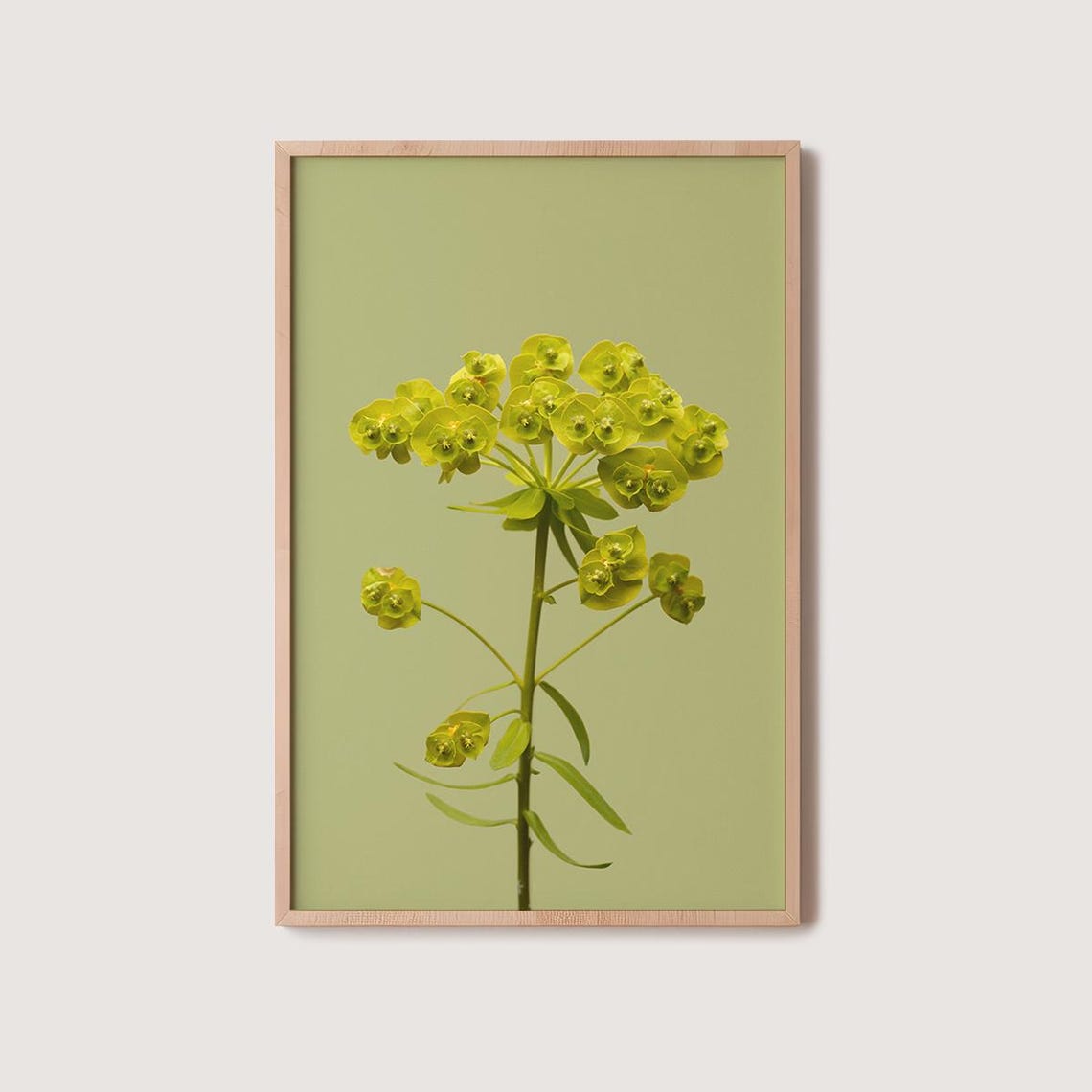 Pflanzendruck Botanischer Druck Fotografiedruck Posterdruck Natrliche Wandkunst Minimalistisches Botanisches Poster Blumendruck Grnes