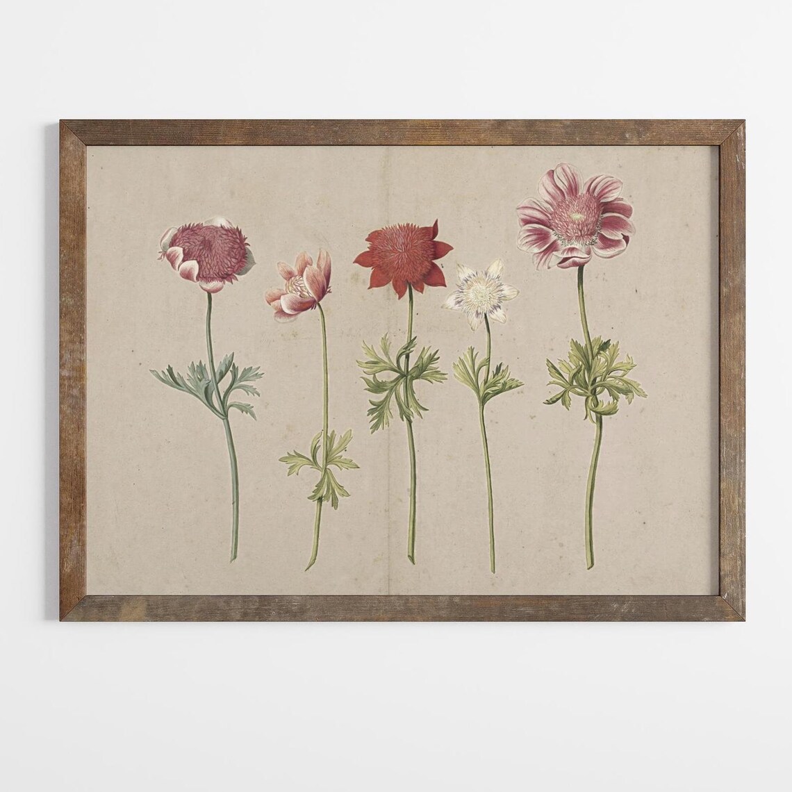 Vintage Botanical Flower Study Pink Red White Blooms Art Poster