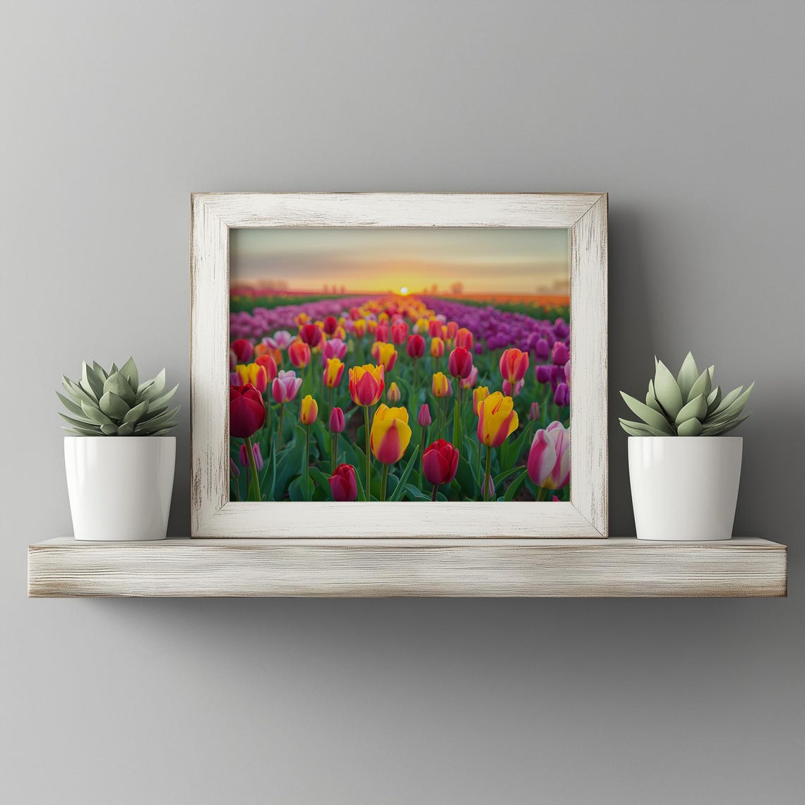 Rows Of Multicolor Tulips At Sunset Vibrant Spring Field Poster