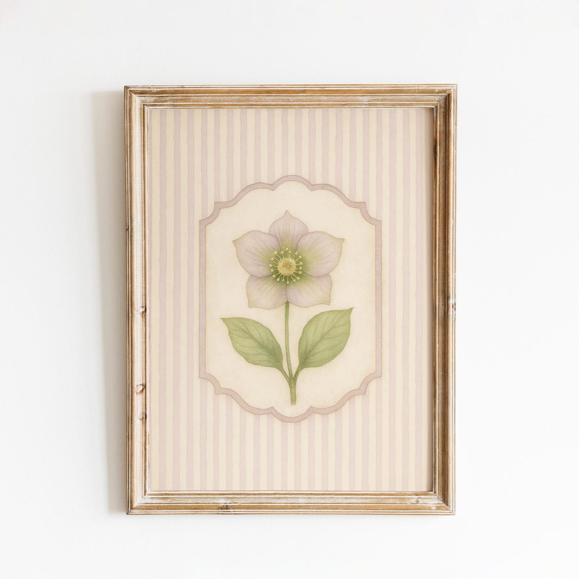 Hellebore Flower Dusty Pink Bloom Stripe Botanical Vintage Poster
