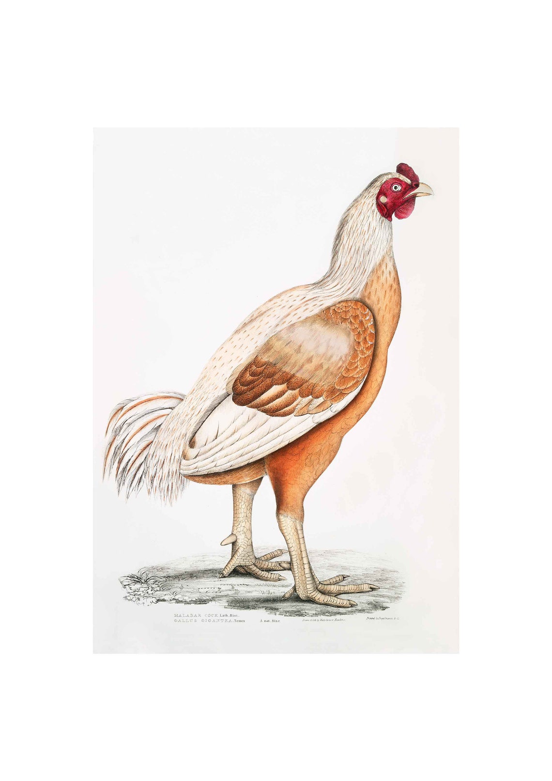 Malabar Cock Gallus Gigantea Vintage Rooster Illustration Poster