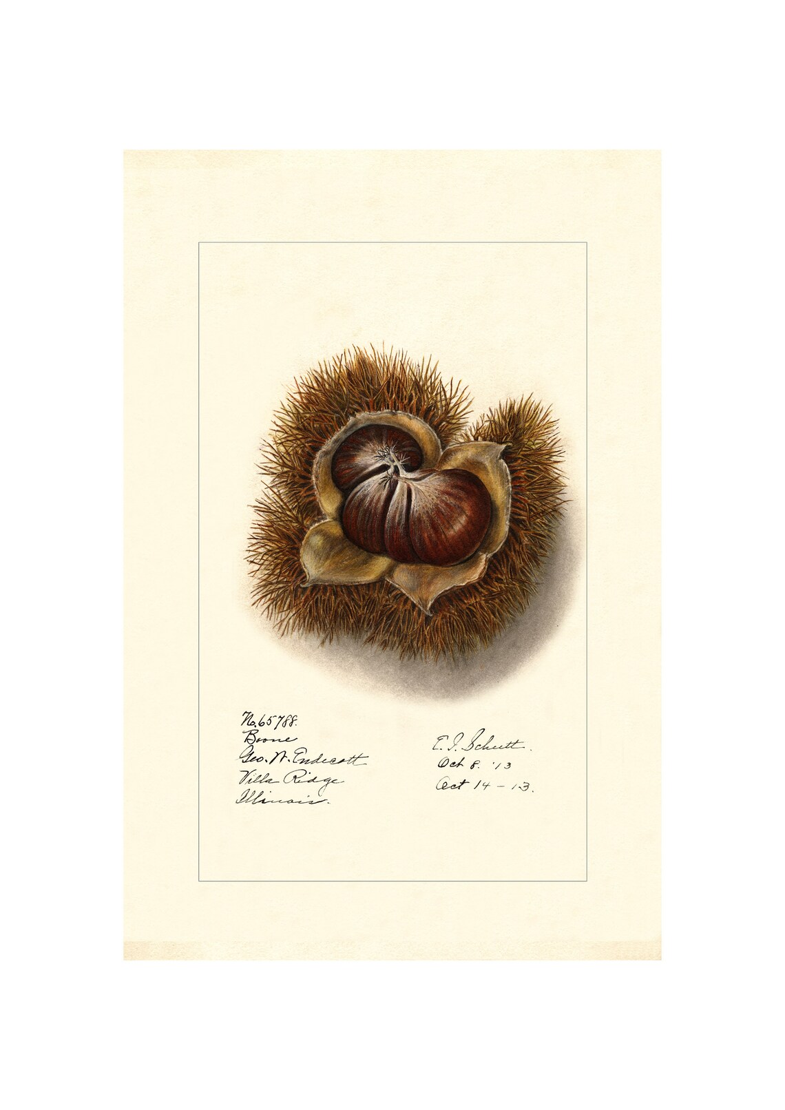 Chestnut in Spiny Burr Antique Pomological Watercolor Poster