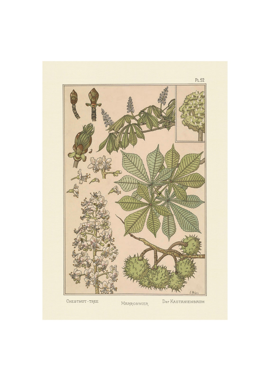 Art Nouveau Chestnut Tree Botanical Study Illustration Poster