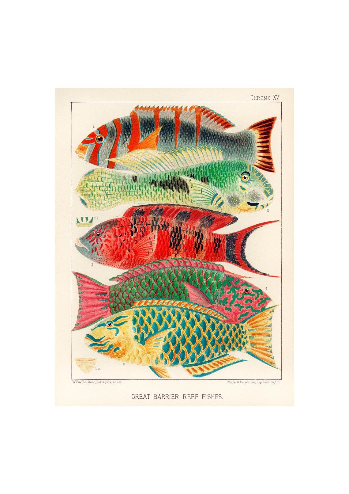 Great Barrier Reef Fishes 1893 Vintage Chromolithograph Poster