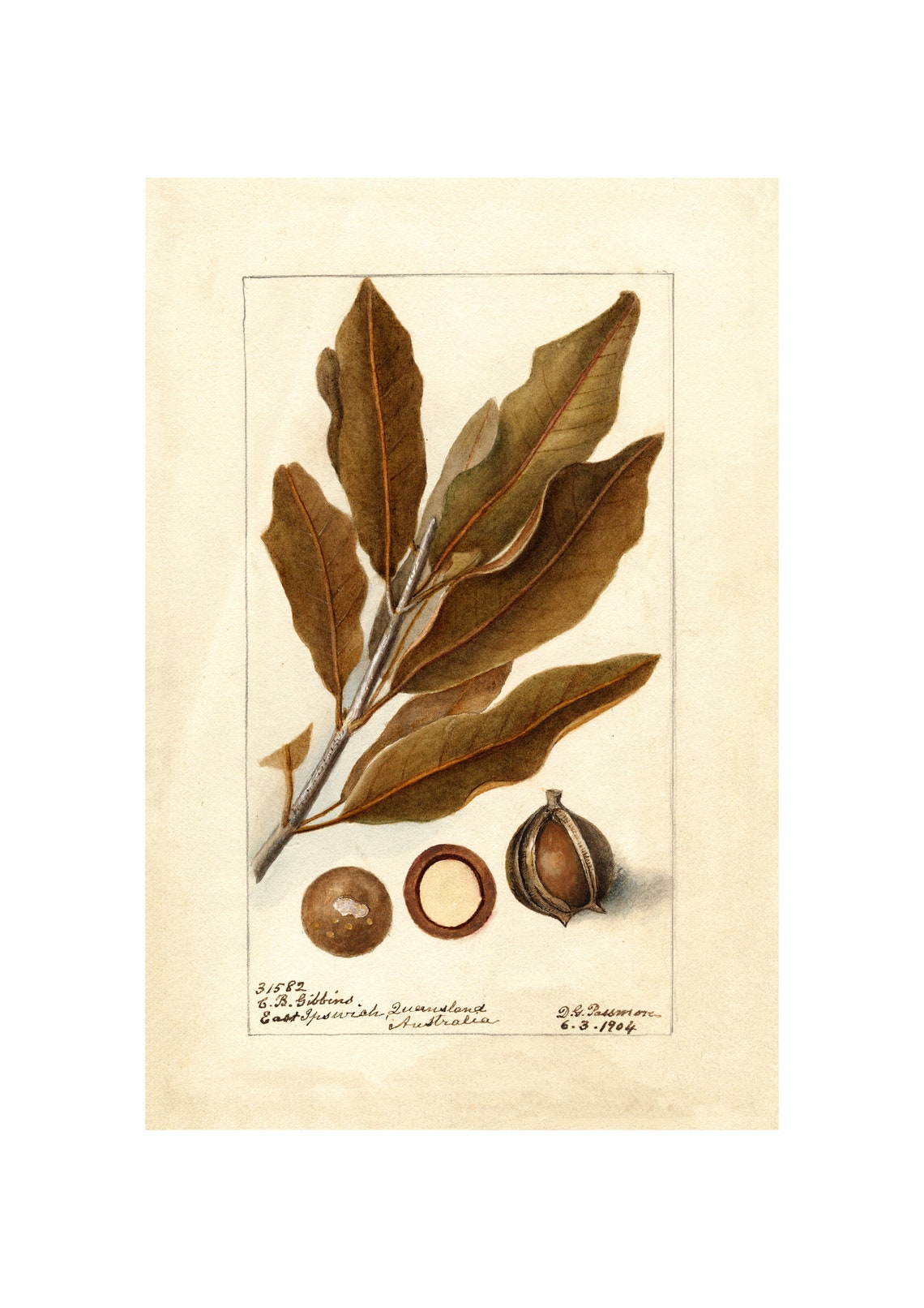 Macadamia Nuts Antique Pomological Watercolor 1904 Australia Poster