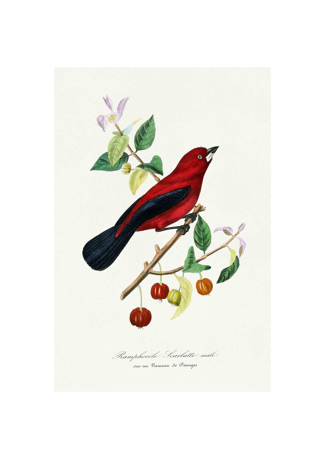 Scarlet Tanager Male Vintage Bird Art on Pitanga Branch Poster