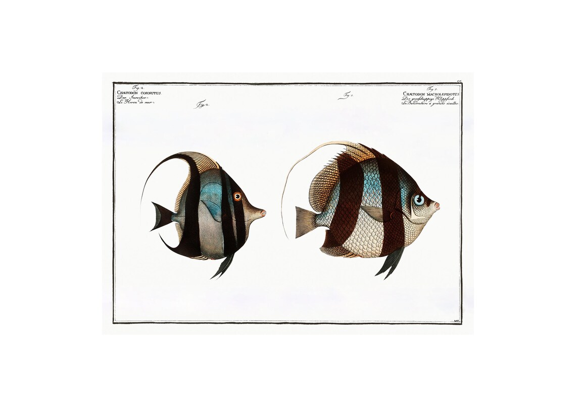 Pennant Coralfish Antique Lithograph Art Print