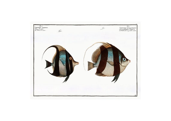 Pennant Coralfish Antique Lithograph Art Print