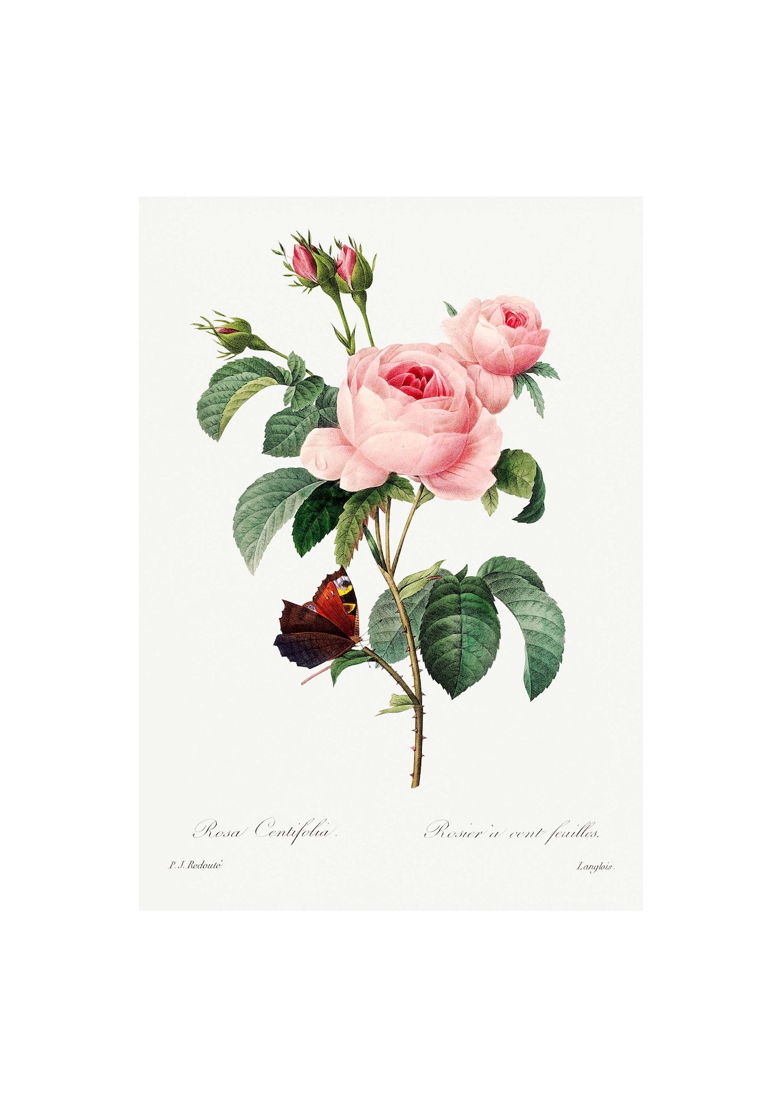 Cabbage Rose Antique Lithograph, Floral Art Print