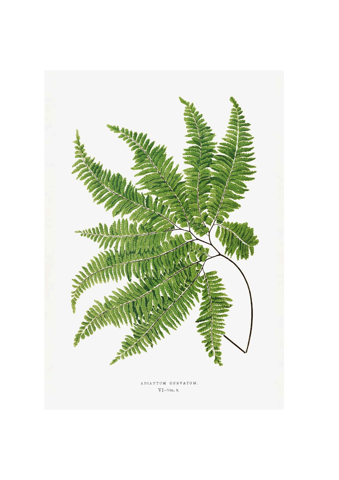Adiantum Curvatum From Ferns, Vintage Art Print