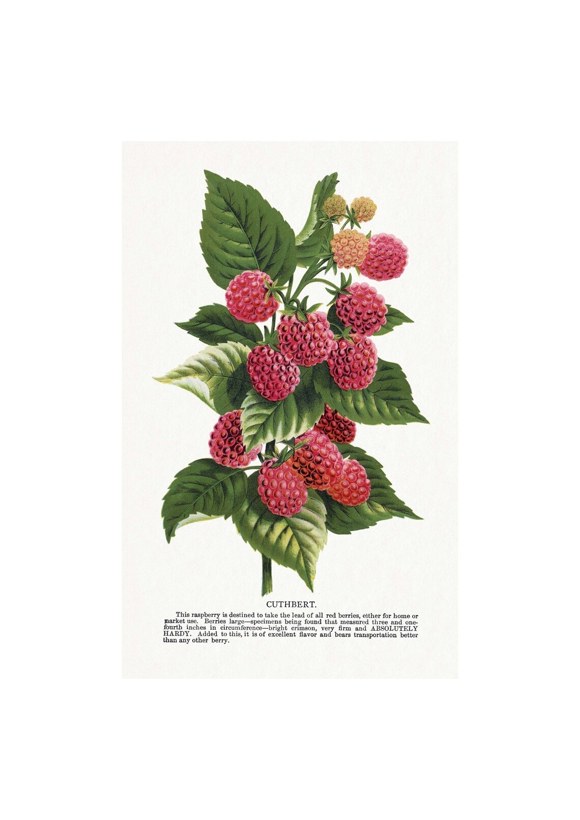 Blackberry Lucretia Dewberry Vintage Art Print