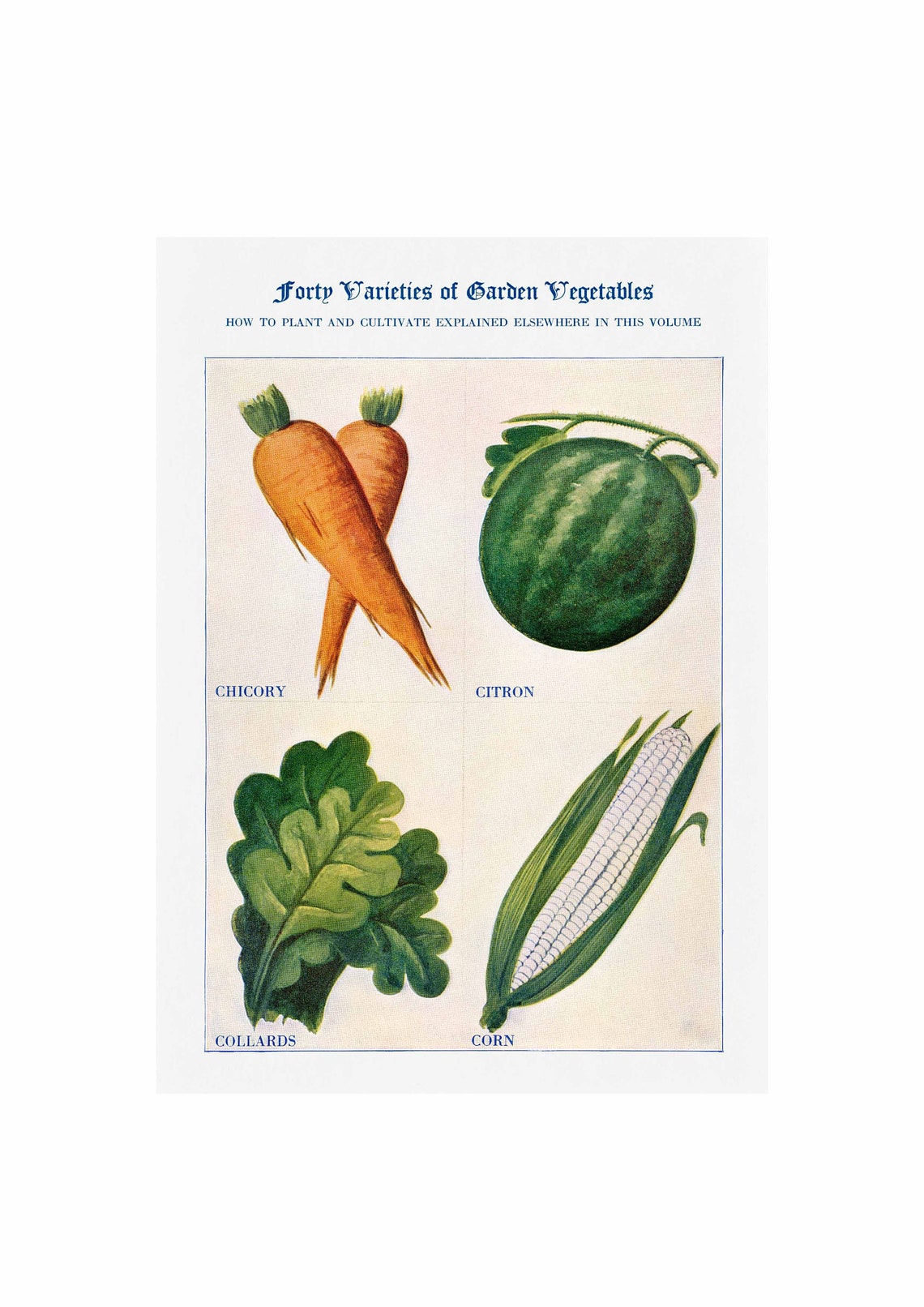 Forty Varieties of Garden Vegetables Chicory Citron Corn Poster