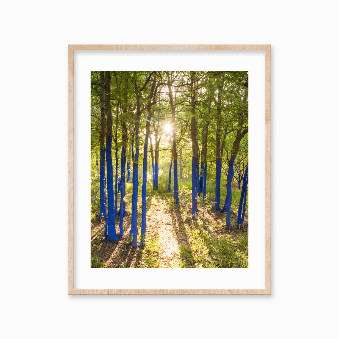 Sunlit Forest with Blue Painted Tree Trunks Art Photo Poster