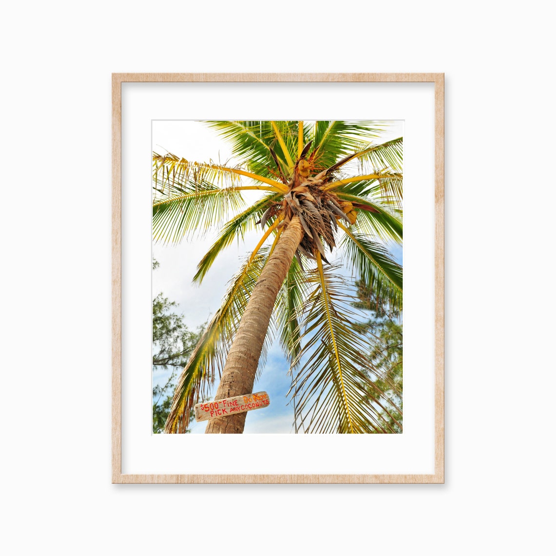 Tropical Palm Tree From Below With Coconut Fine Sign Photo Poster