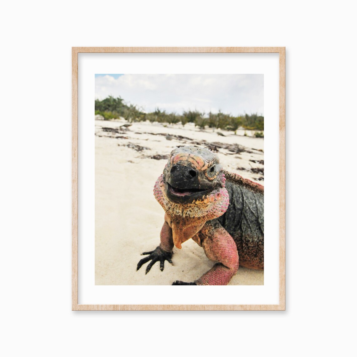 Happy Iguana Print Wall Art Tropical Iguana Decor Colorful Large Poster