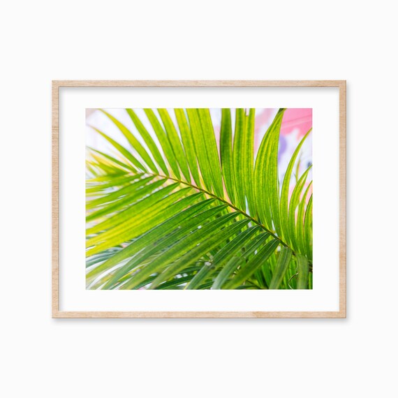 Botanical Print Beach Coastal Tropical Wall Art Decor Large Palm Frond Poster Beach Photography Pink Green