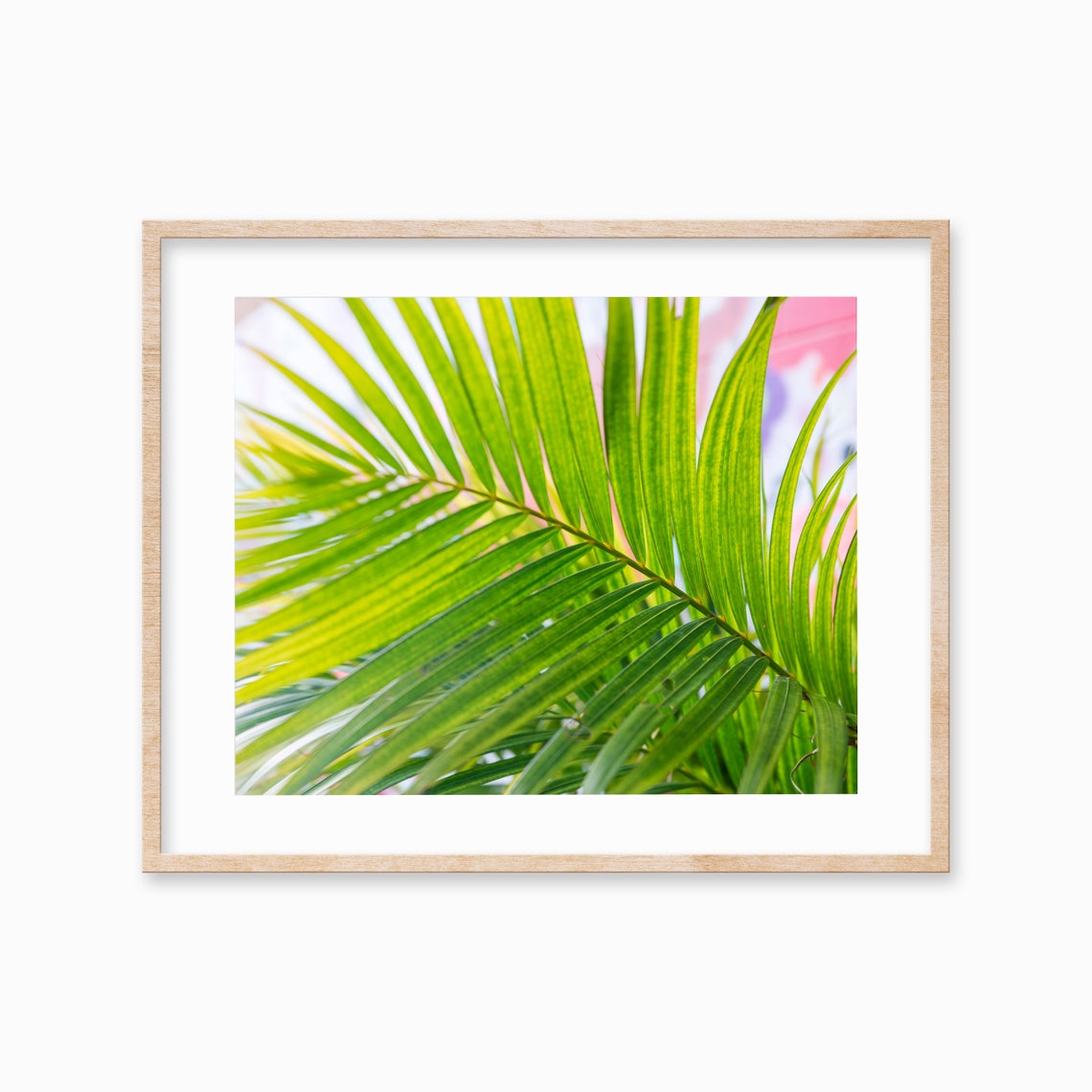 Green Palm Frond Close Up With Soft Pink Background Photo Poster