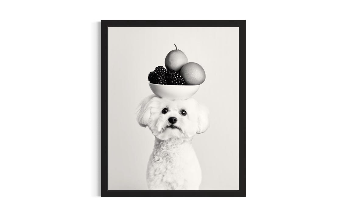 Bichon Frise Balancing Fruit Plate Black And White Dog Portrait Poster