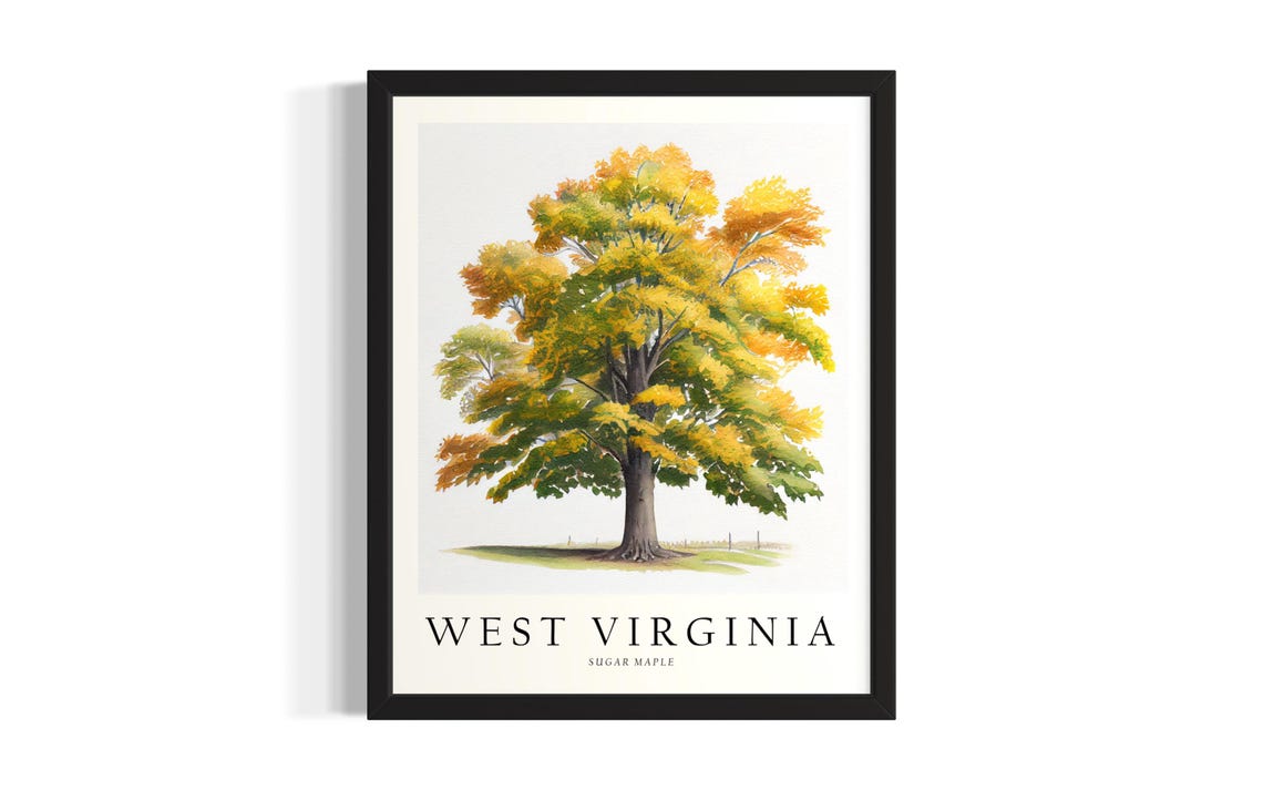 West Virginia Sugar Maple Botanical Tree Illustration Fall Wall Art
