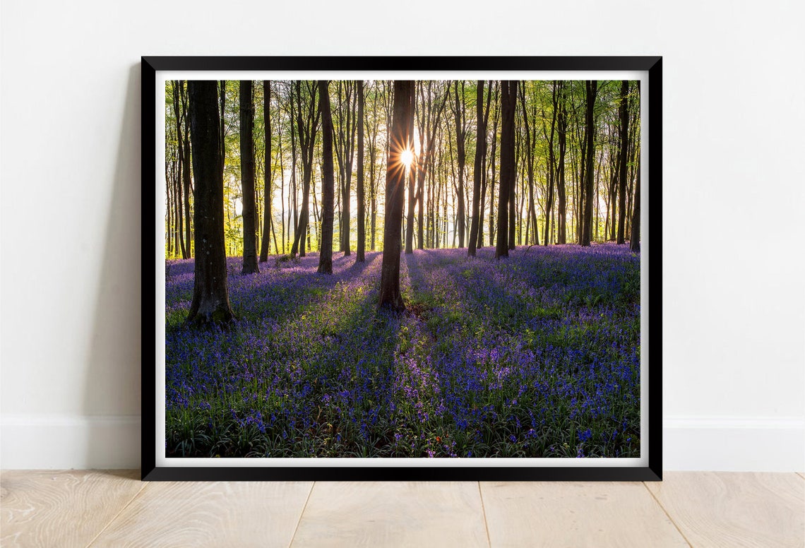 Bluebell Forest New Forest Hampshire Sunburst Woodland Carpet Poster