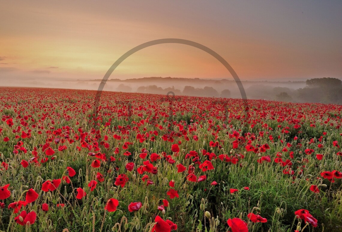 Misty Poppy Field Sunrise Hampshire Red Poppies Golden Sky Poster - Image 3
