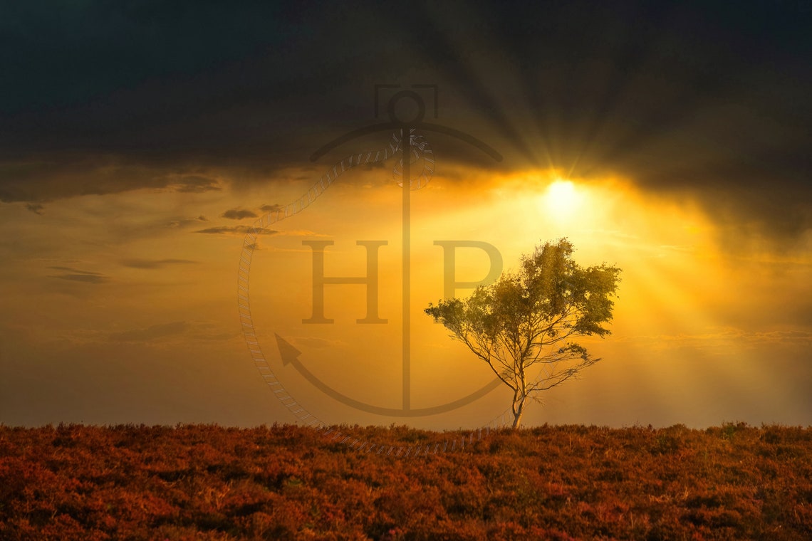 New Forest Hampshire Lone Tree Glowing Sunset Golden Sky Poster - Image 3