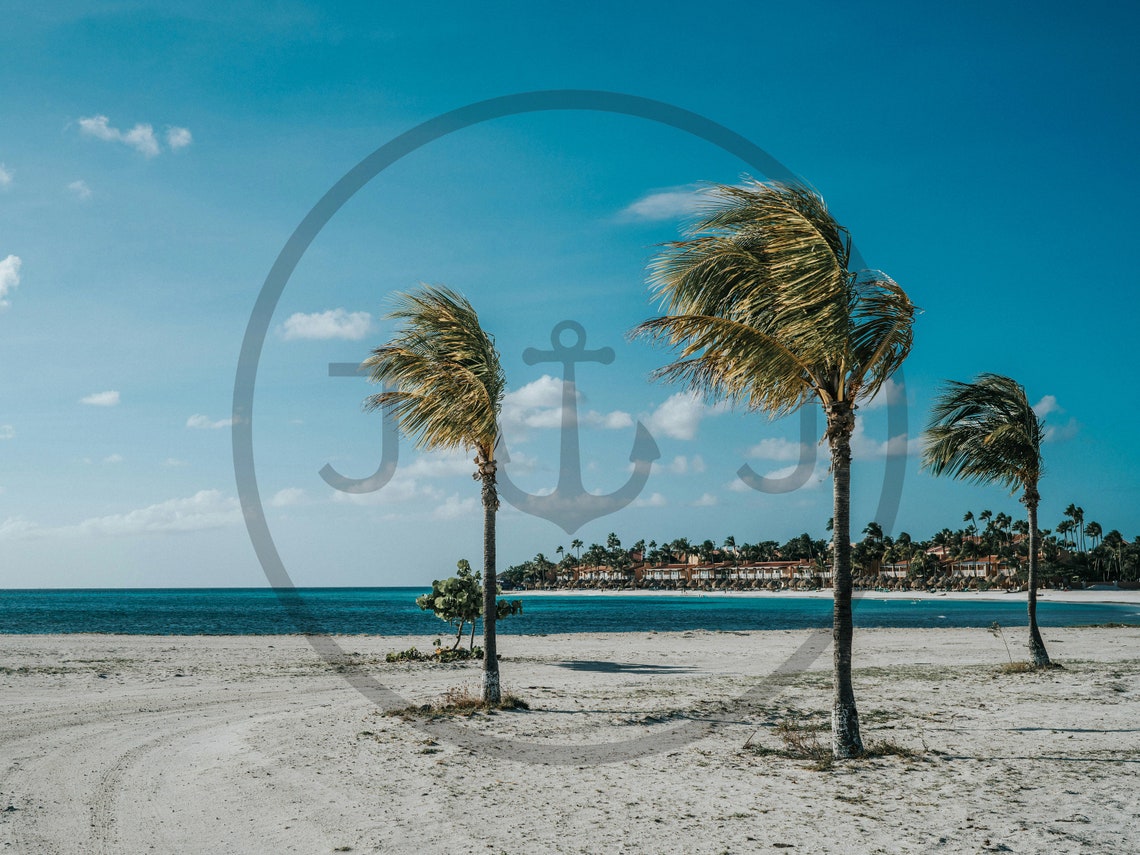 Eagle Beach Aruba Palm Trees White Sand Turquoise Sea Poster - Image 3