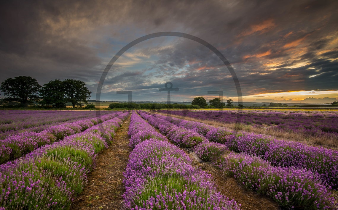 Purple Lavender Field Sunset Hampshire Rows Dramatic Sky Poster - Image 3