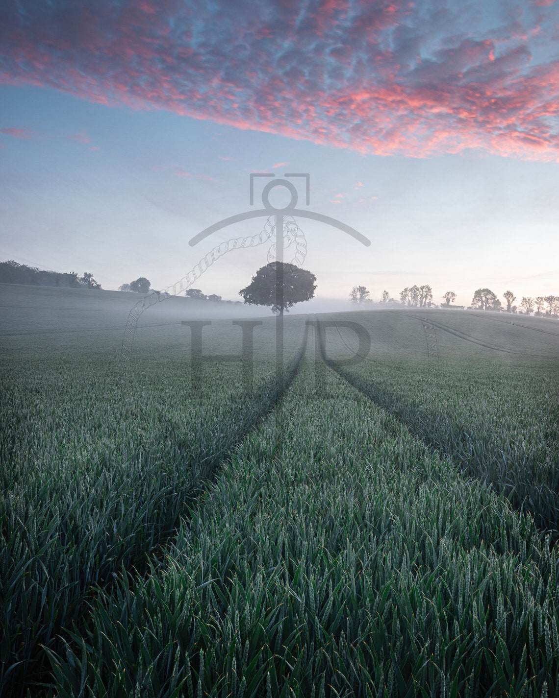 South Downs Hampshire Sunrise Misty Field Lone Tree Dawn Poster - Image 3