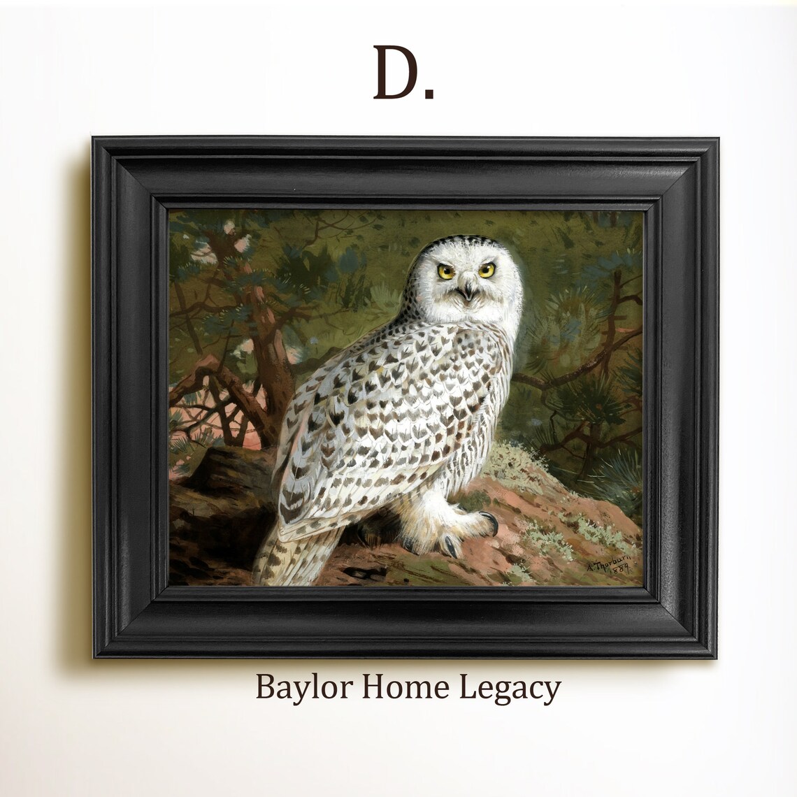 Snowy Owl Perched on Rocky Branch Vintage Bird Wildlife Art Poster - Image 2