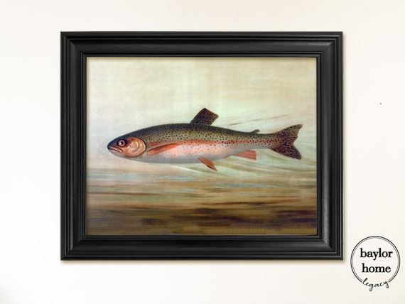 Framed Rainbow Trout Painting Print On Vintage Trout Print On Framed In Black Frame