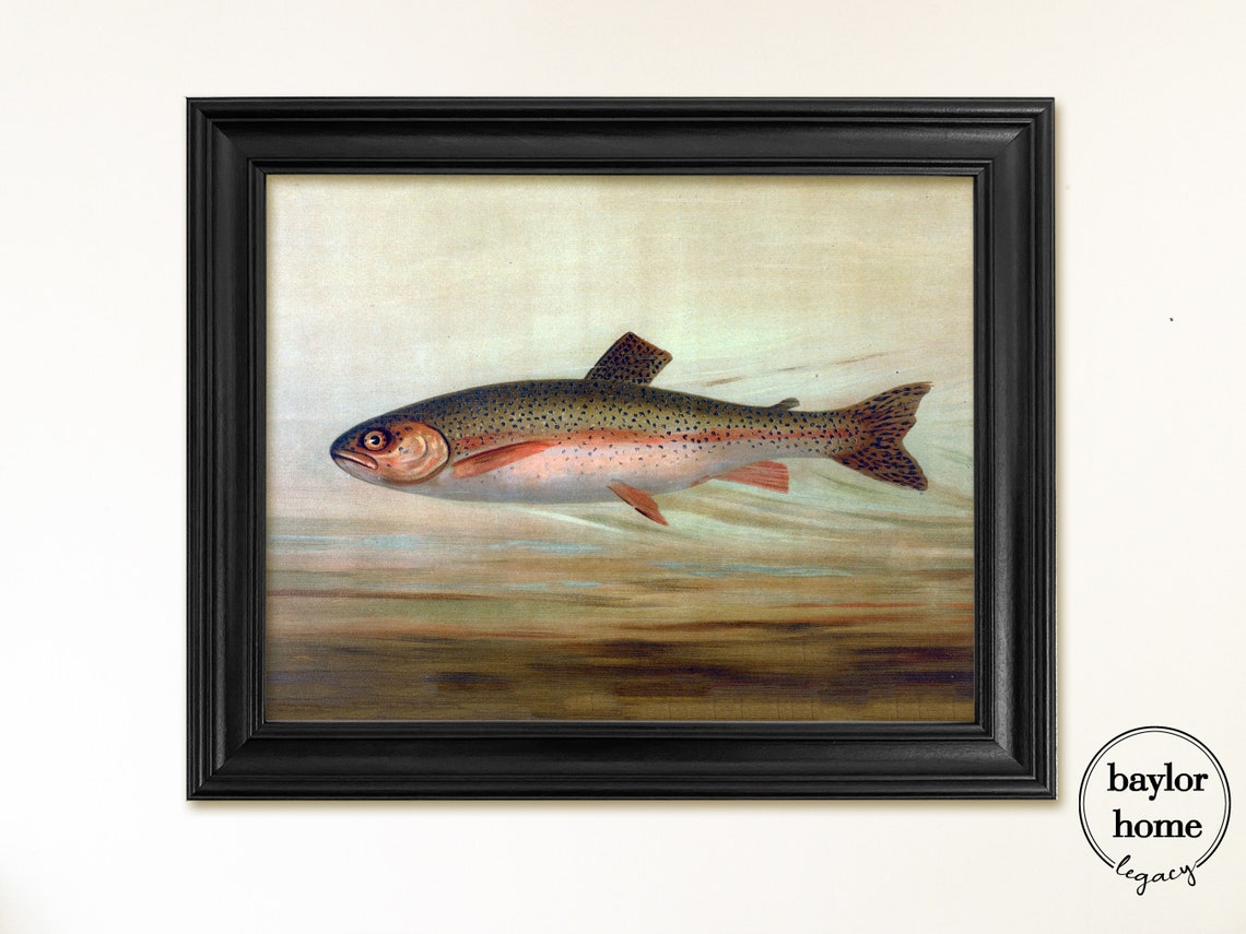 Framed Rainbow Trout Painting Print On Vintage Trout Print On Framed In Black Frame