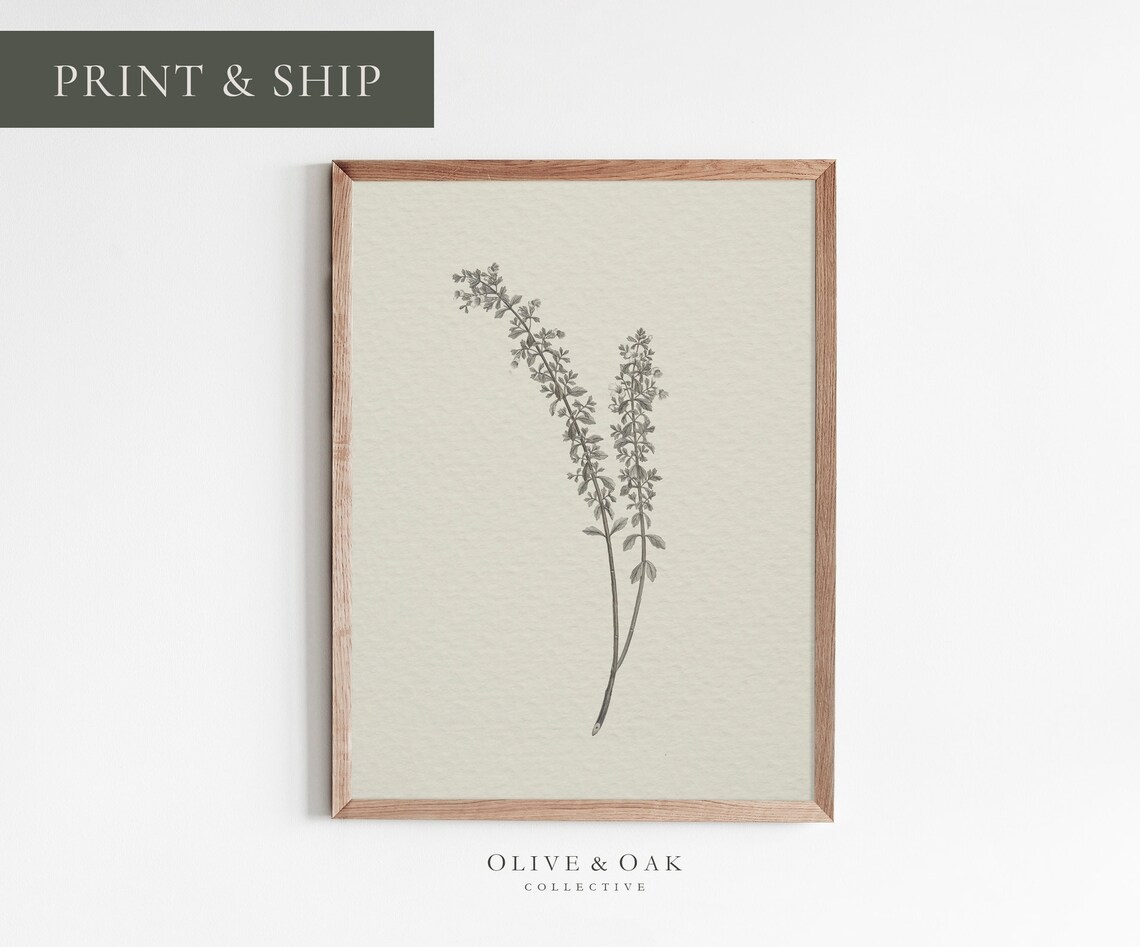 Vintage Botanical Drawing, Neutral Sketch Artwork