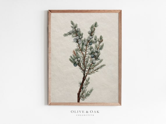 Vintage Botanical Winter Tree Branch Drawing Art Print