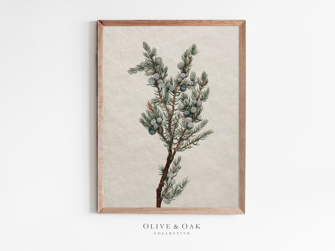 Vintage Botanical Winter Tree Branch Drawing Art Print
